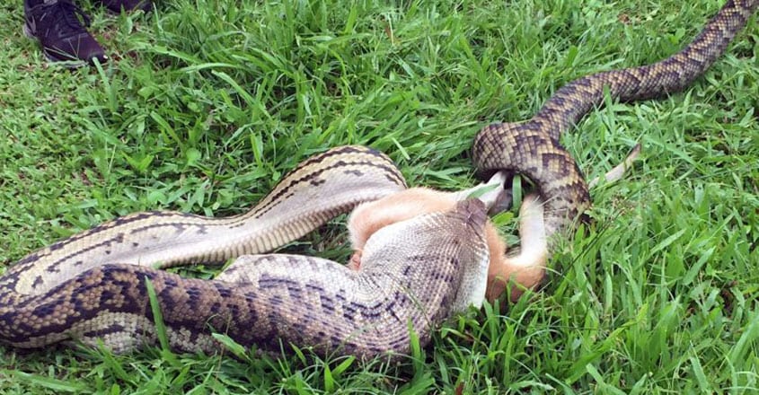 Python Devours Wallaby Python Devours Wallaby