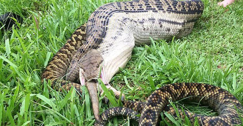 Python Devours Wallaby Python Devours Wallaby