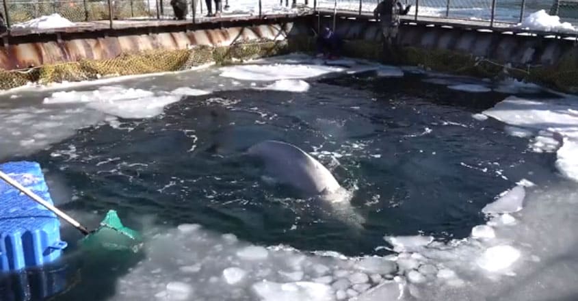Russian Whale Jail Russian Whale Jail