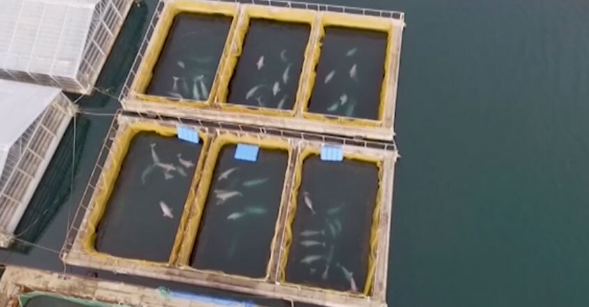 Russian Whale Jail Russian Whale Jail