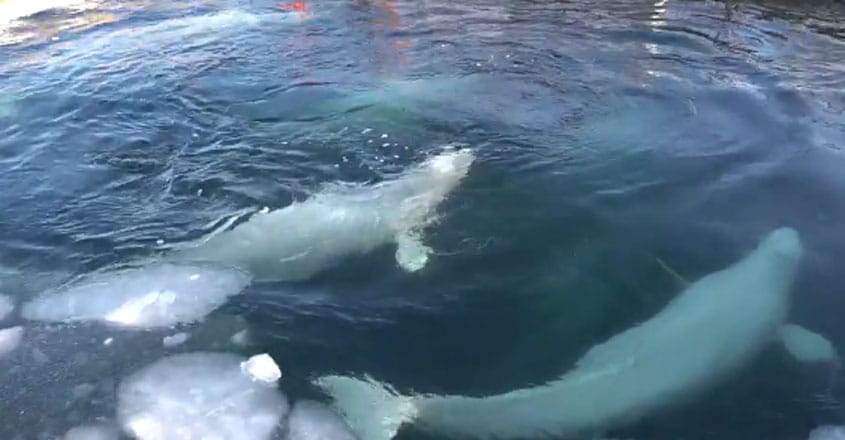 Russian Whale Jail Russian Whale Jail