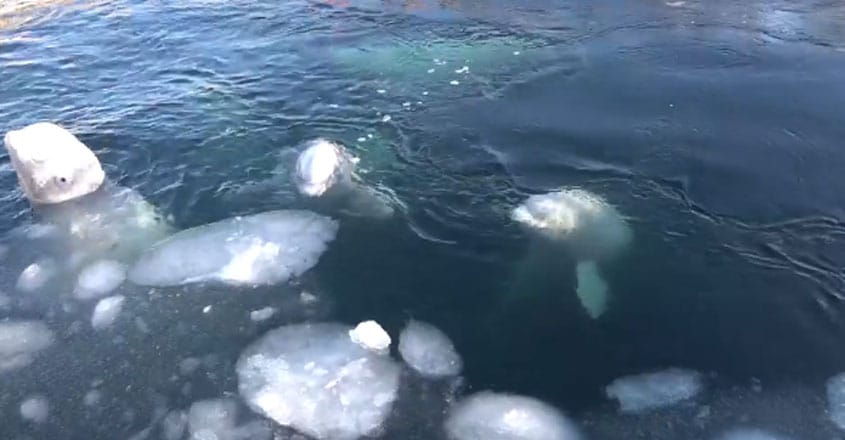 Russian Whale Jail Russian Whale Jail