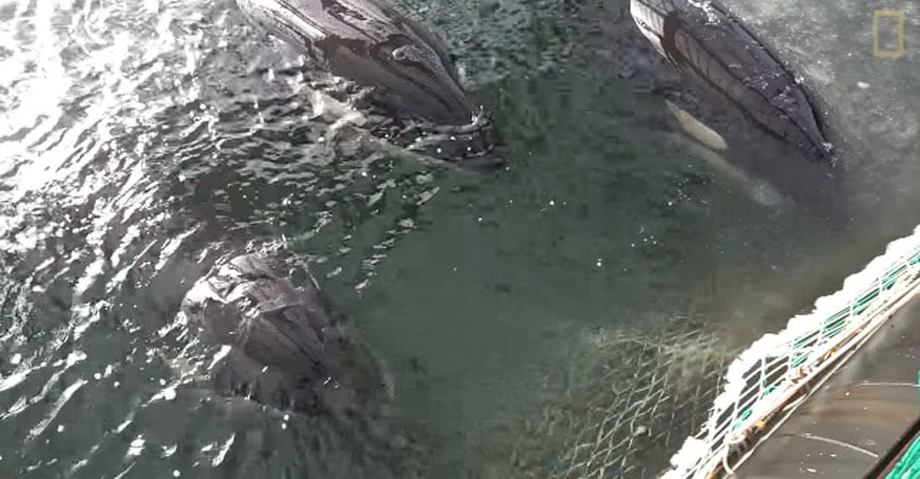Russian Whale Jail Russian Whale Jail