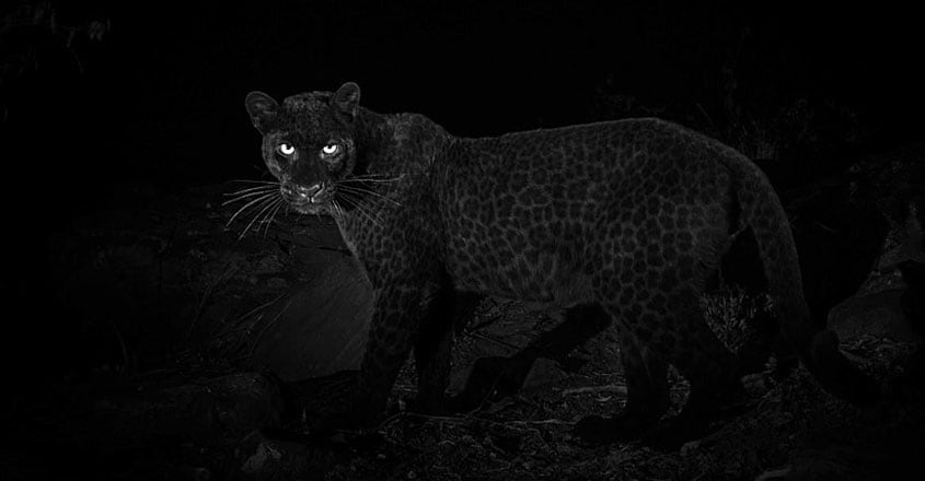 rare black leopard rare black leopard