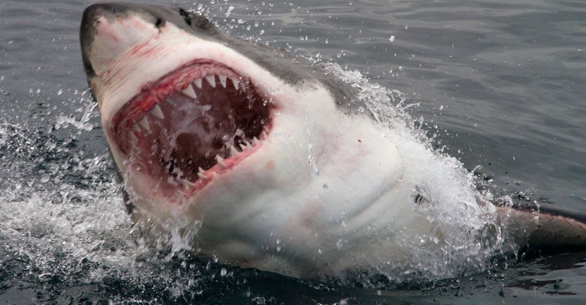 Great white shark Great white shark