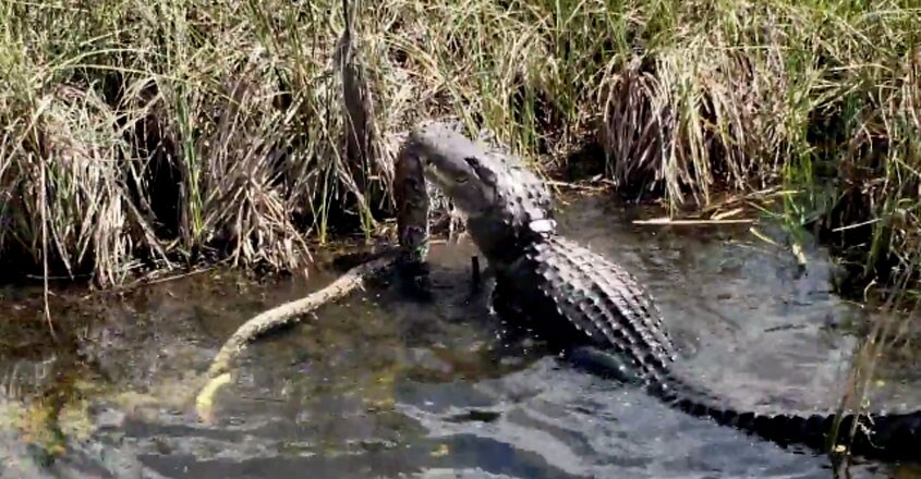 alligator-vs-python1 alligator-vs-python1