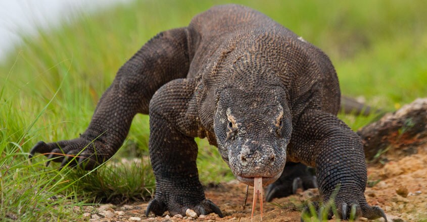 Komodo Dragon Komodo Dragon