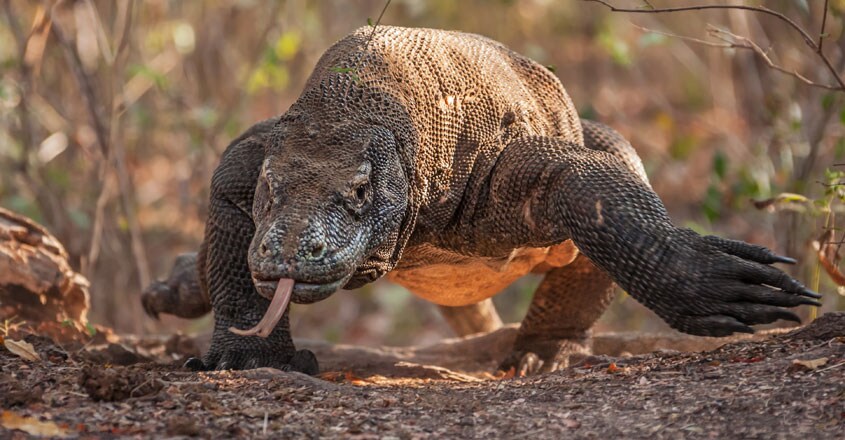 Komodo Dragon Komodo Dragon