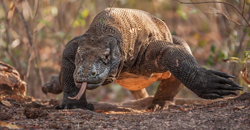 Komodo Dragon Komodo Dragon