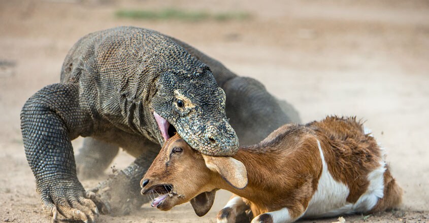 Komodo Dragon Komodo Dragon