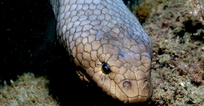 Olive Sea Snake Olive Sea Snake