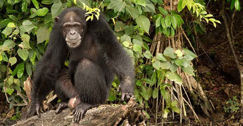 chimpanzee chimpanzee