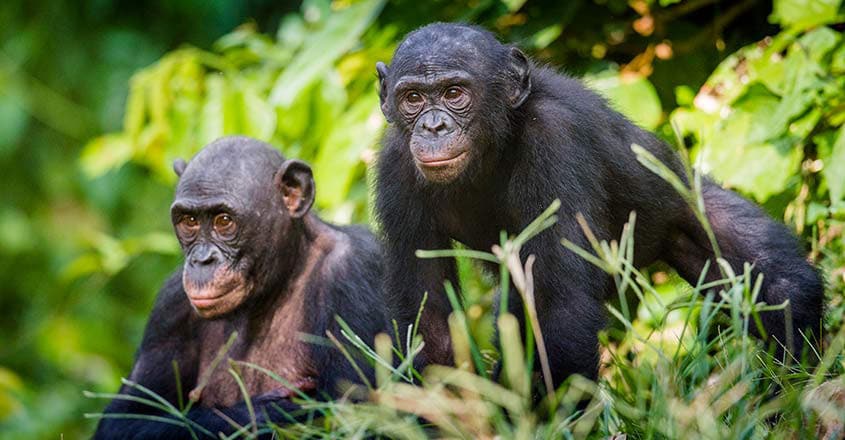 chimpanzees chimpanzees