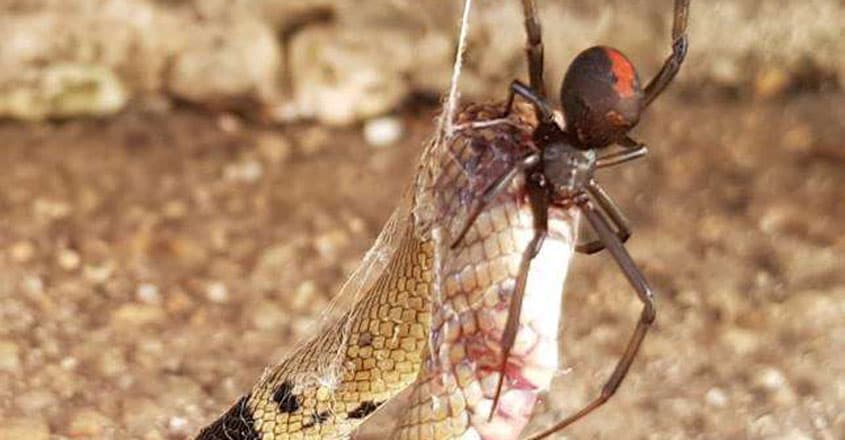 Venomous Redback Spider Chowing Down On A Deadly Snake Venomous Redback Spider Chowing Down On A Deadly Snake