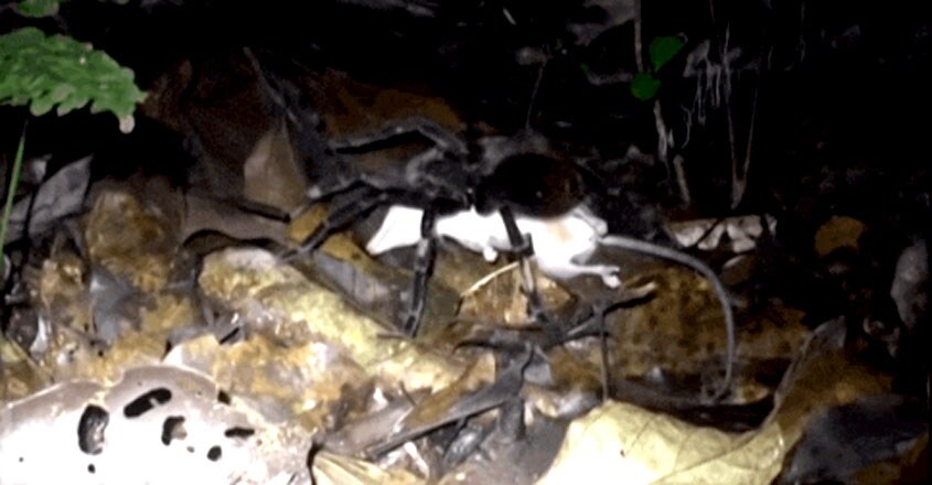 tarantula tarantula