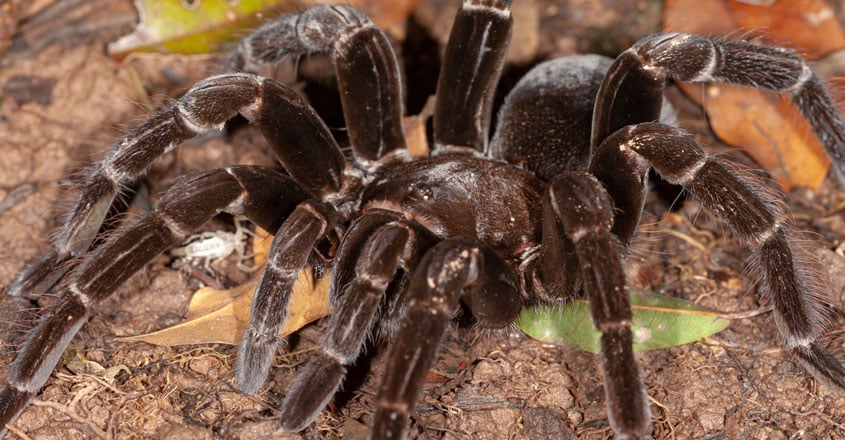 tarantula tarantula
