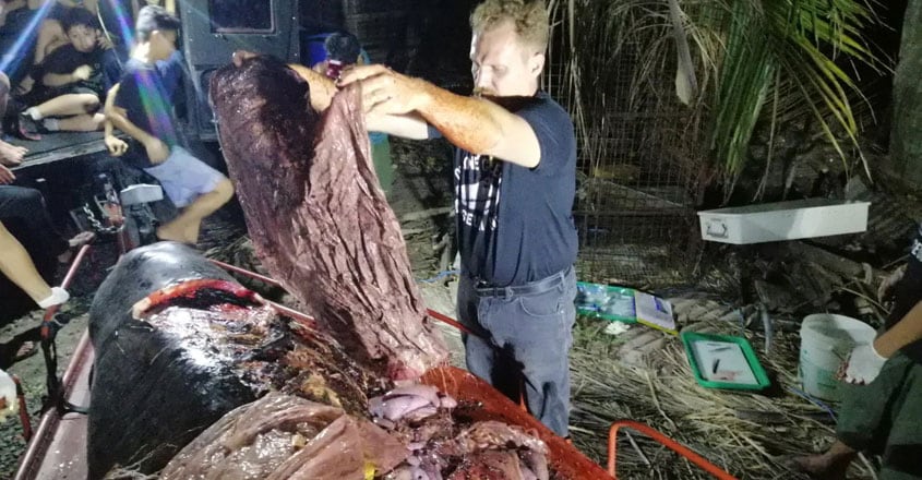 Dead Whale With 40kg of Plastic in Its Guts Dead Whale With 40kg of Plastic in Its Guts