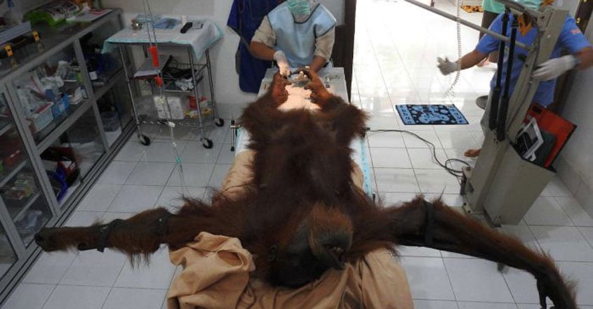 Indonesian rescuers manage to save mother orangutan hit by dozens of air rifle pellets Indonesian rescuers manage to save mother orangutan hit by dozens of air rifle pellets