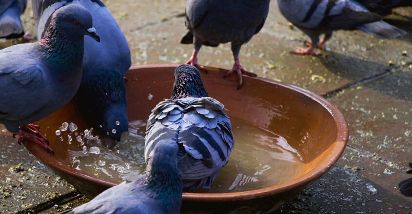 Doves Doves