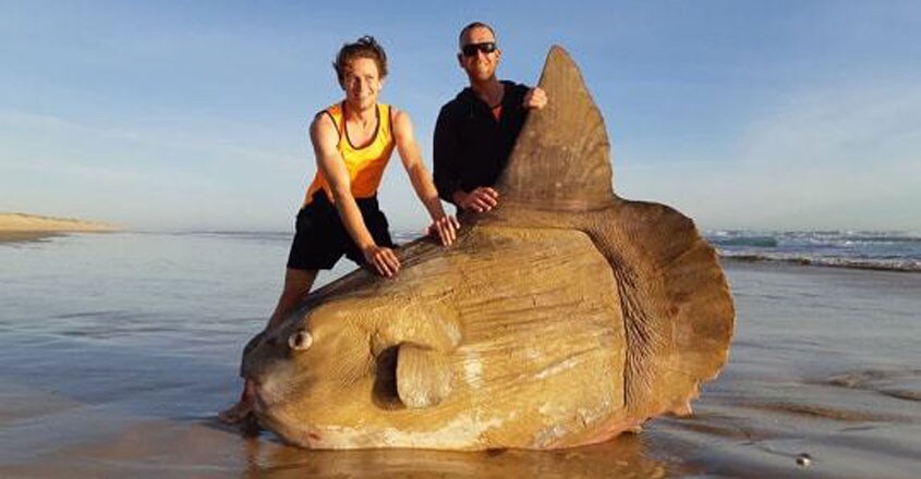 Giant sunfish washes up on a beach in Australia Giant sunfish washes up on a beach in Australia