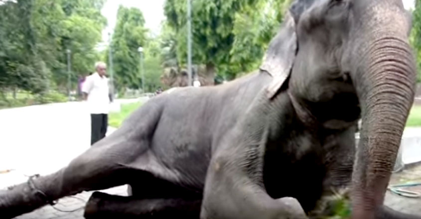 Raju Raju