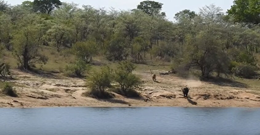 Buffalo fights off lions and crocodile Buffalo fights off lions and crocodile