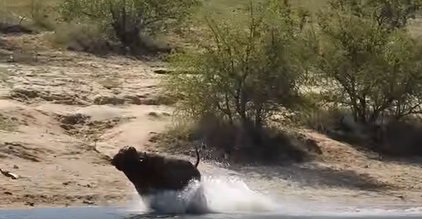 Buffalo fights off lions and crocodile Buffalo fights off lions and crocodile