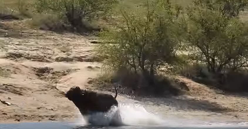 Buffalo fights off lions and crocodile Buffalo fights off lions and crocodile