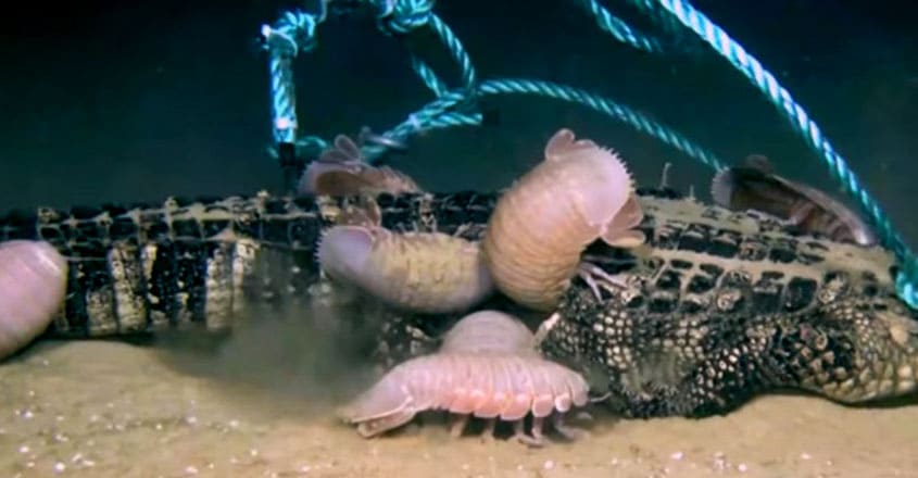 Deep-Sea Creatures Chow Down On An Alligator Deep-Sea Creatures Chow Down On An Alligator