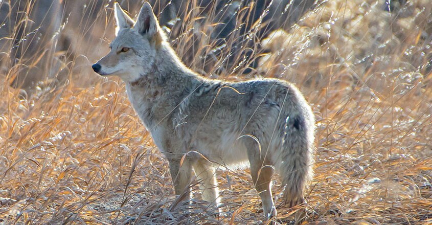 Coyote Coyote