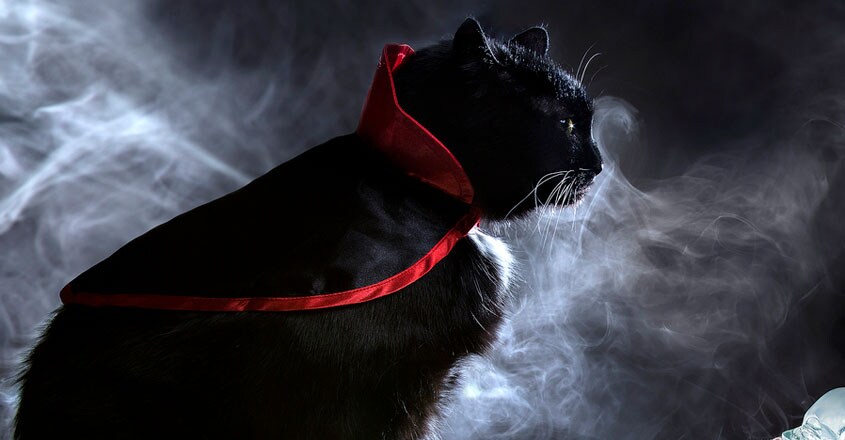 cat cat