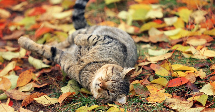 cat cat