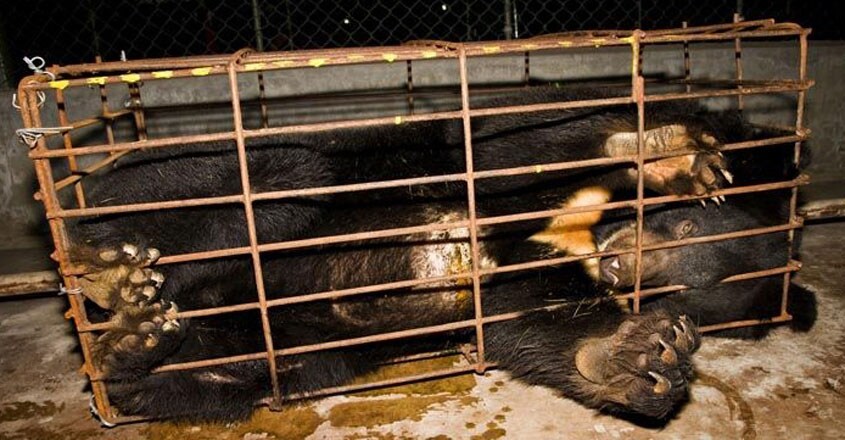 Asiatic Black bear Asiatic Black bear