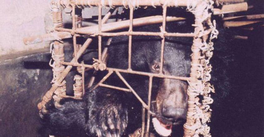 Asiatic Black bear Asiatic Black bear