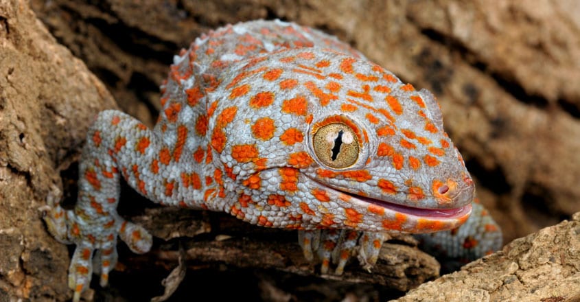 Tokay Gecko Tokay Gecko