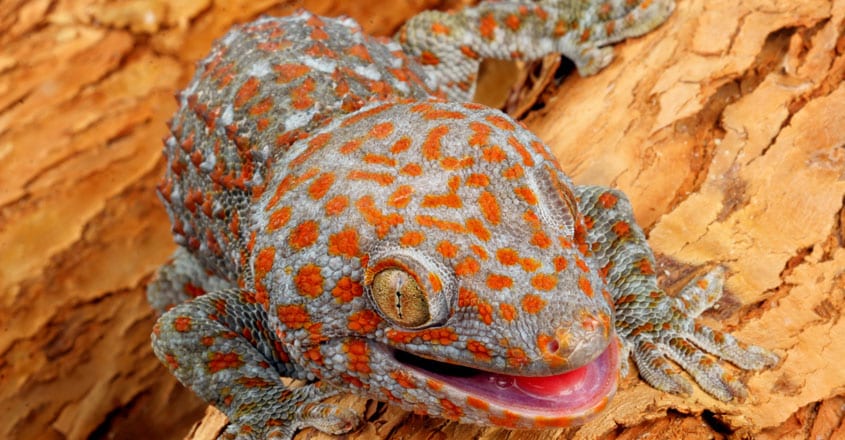Tokay Gecko Tokay Gecko