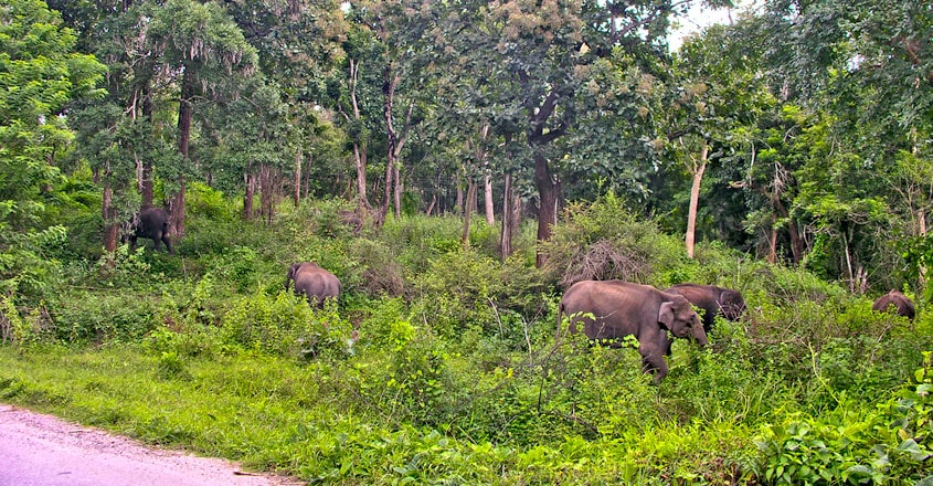 elephants elephants