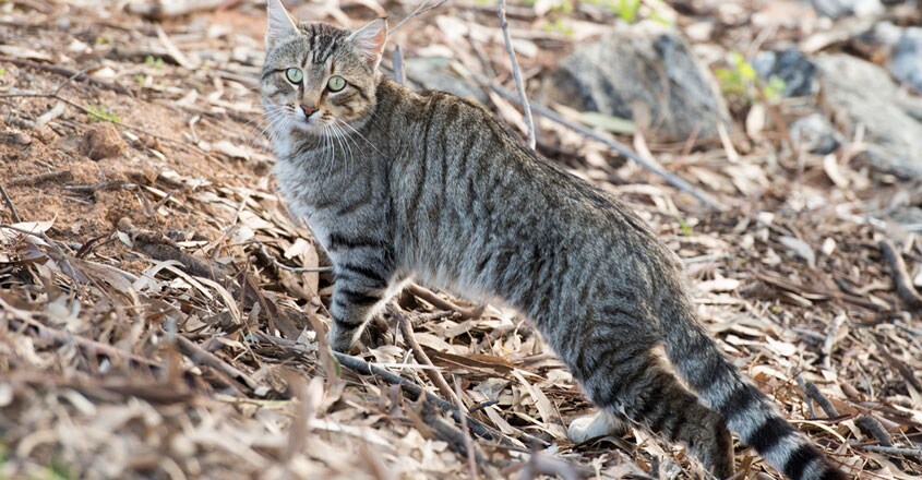 cat cat