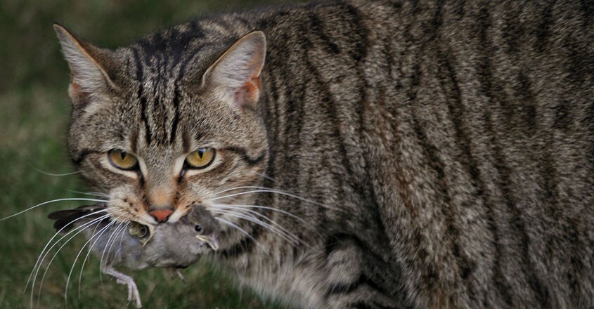 cat cat