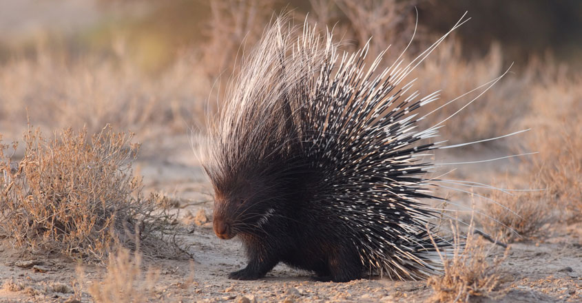 Porcupine Porcupine