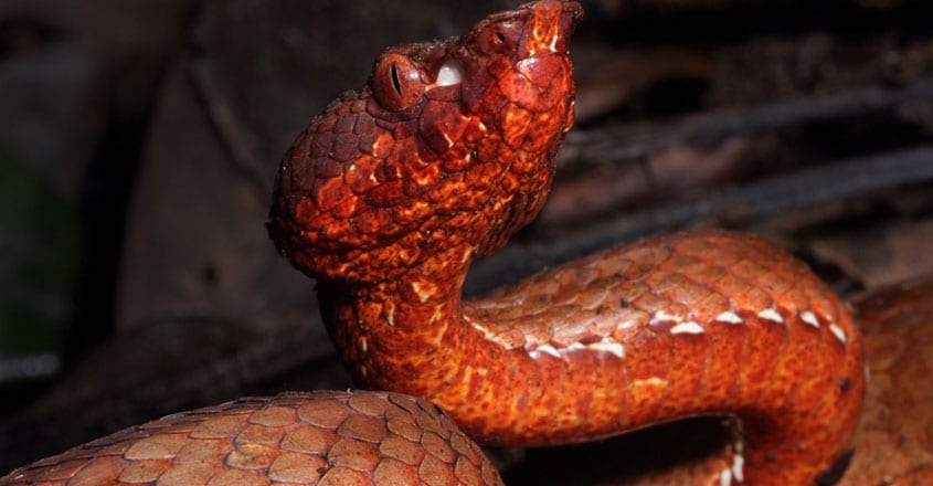 India’s newest pit viper found in Arunachal Pradesh India’s newest pit viper found in Arunachal Pradesh
