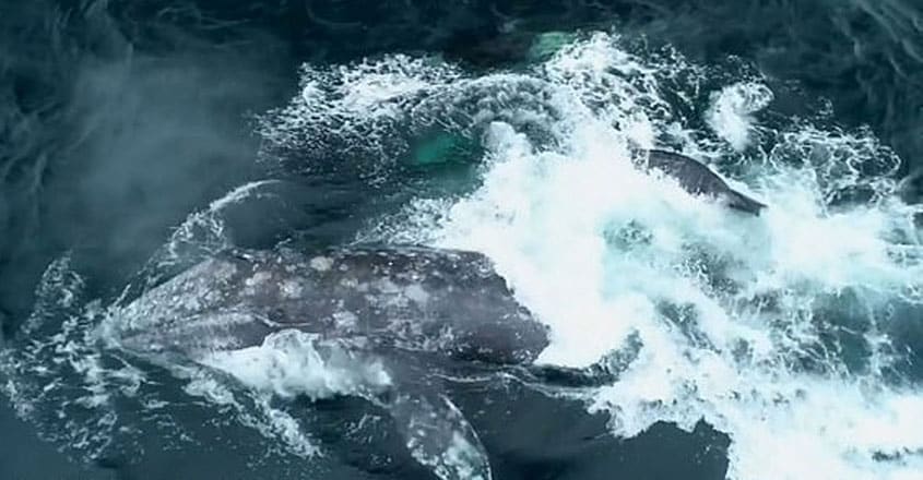 Gruesome moment a pod of Orcas swarm and attack gray whales Gruesome moment a pod of Orcas swarm and attack gray whales