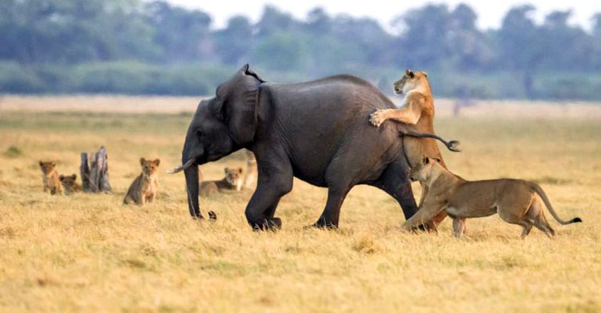 Elephant calf is rescued by its elders as lions try to bring it down Elephant calf is rescued by its elders as lions try to bring it down