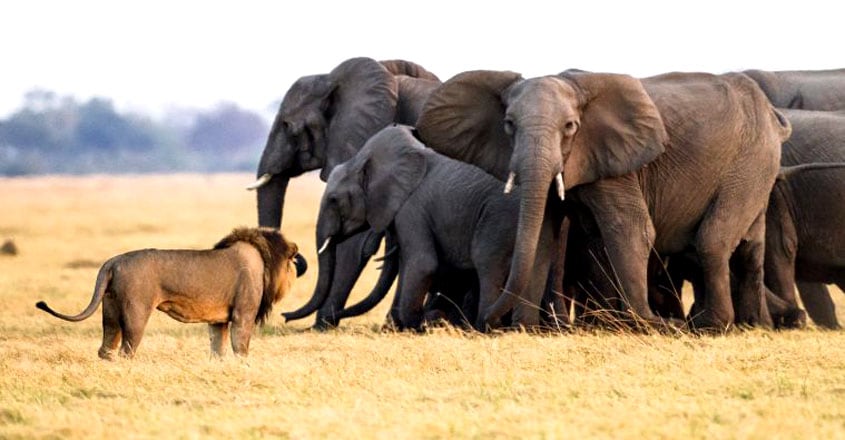 Elephant calf is rescued by its elders as lions try to bring it down Elephant calf is rescued by its elders as lions try to bring it down