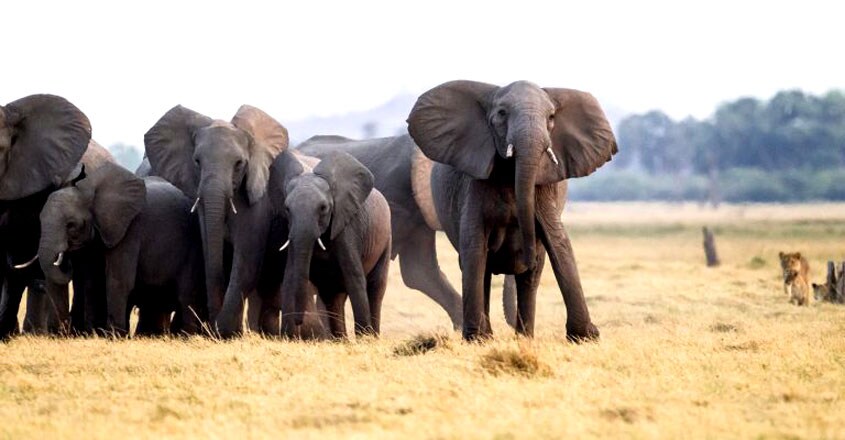 Elephant calf is rescued by its elders as lions try to bring it down Elephant calf is rescued by its elders as lions try to bring it down