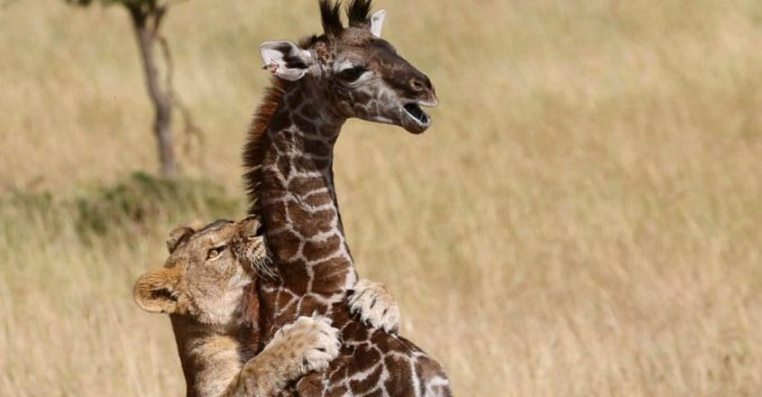 Lions Vs Giraffe Lions Vs Giraffe