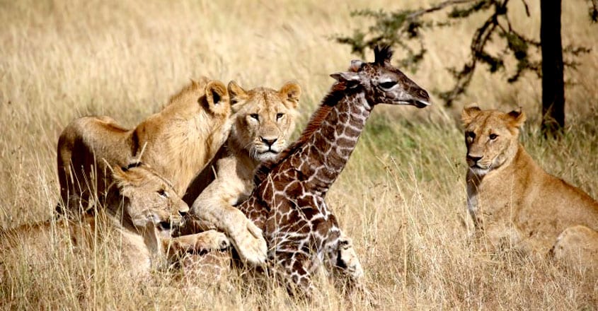 Lions Vs Giraffe Lions Vs Giraffe