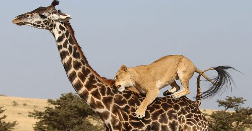 Lions Vs Giraffe Lions Vs Giraffe