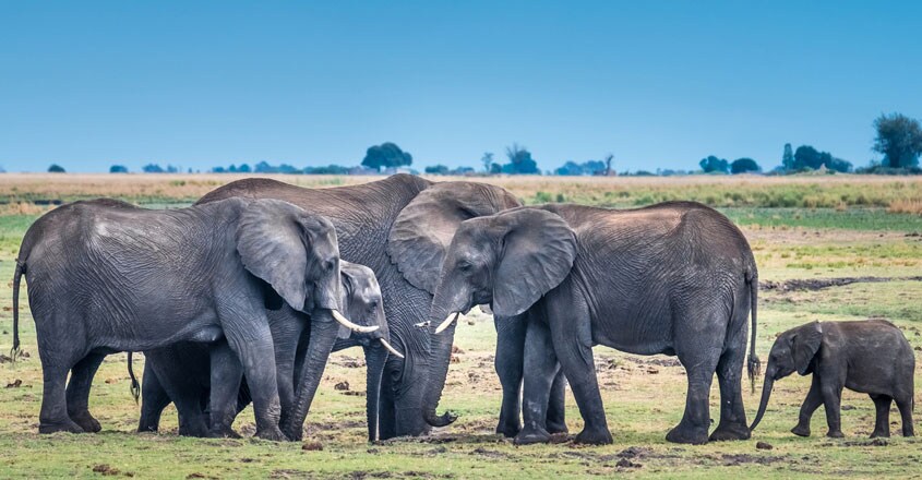 Botswana lifts ban on elephant hunting Botswana lifts ban on elephant hunting