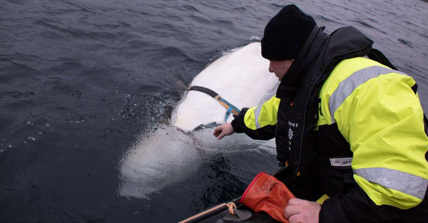 Whale with mysterious harness Whale with mysterious harness